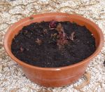 Baby Rosso lettuce The rosso lettuce were the first seeds to germinate