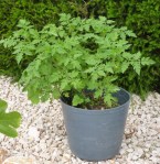 Cherry tomato plant