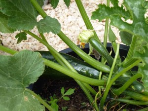 courgettes110610