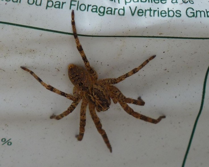 Wolf Spider