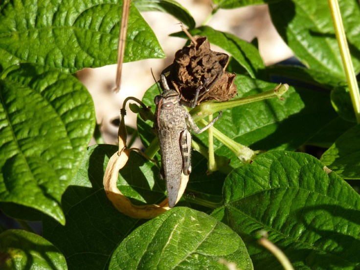 Lunching on the green bean leaves