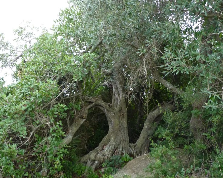 100 year old Carob tree