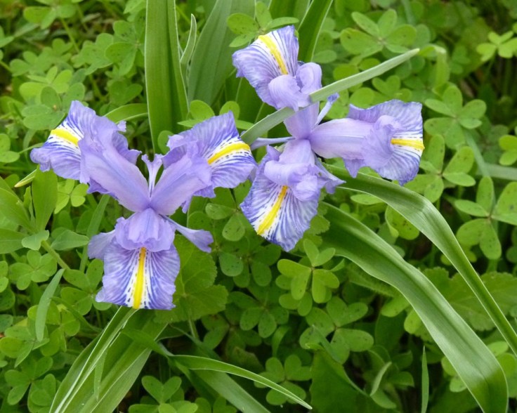 Wild flowers we discovered on our way to the first clue
