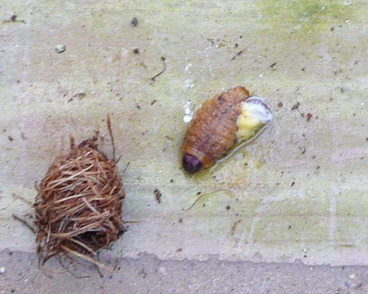 Cocoon and Pupa