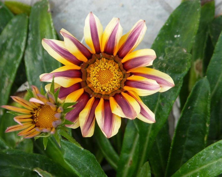 Gazanias