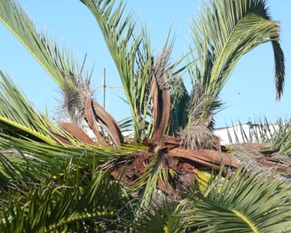 Crown of adult palm wilts and dies