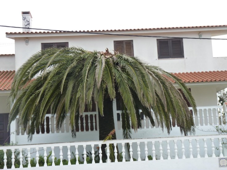 This majestic palm is infested with Red Palm Weevil