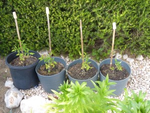 Beef tomato plants 14th April