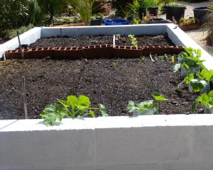 Vegetable garden 14/03/11