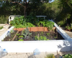 Vegetable garden 14th April