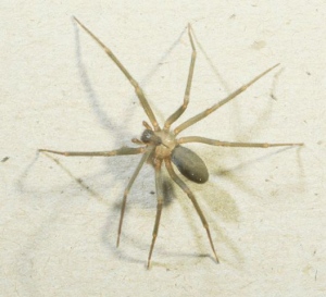 The Brown Recluse Spider looks harmless