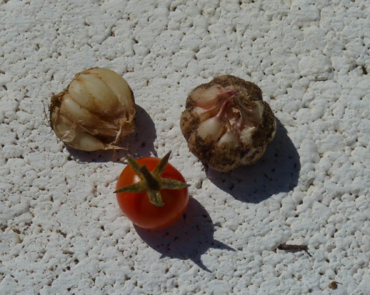 End of July: The foliage had died off so I eagerly dug up all the heads of garlic. What a disppointment they were not much bigger than my cherry tomatoes!