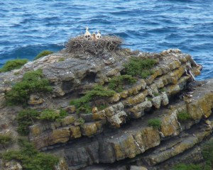 White Storks, Western Algarve