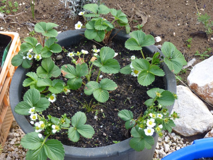 March 2011 "Strawberry" plants in flower