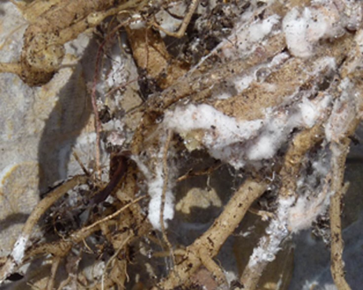 zucchini-root-closeup2