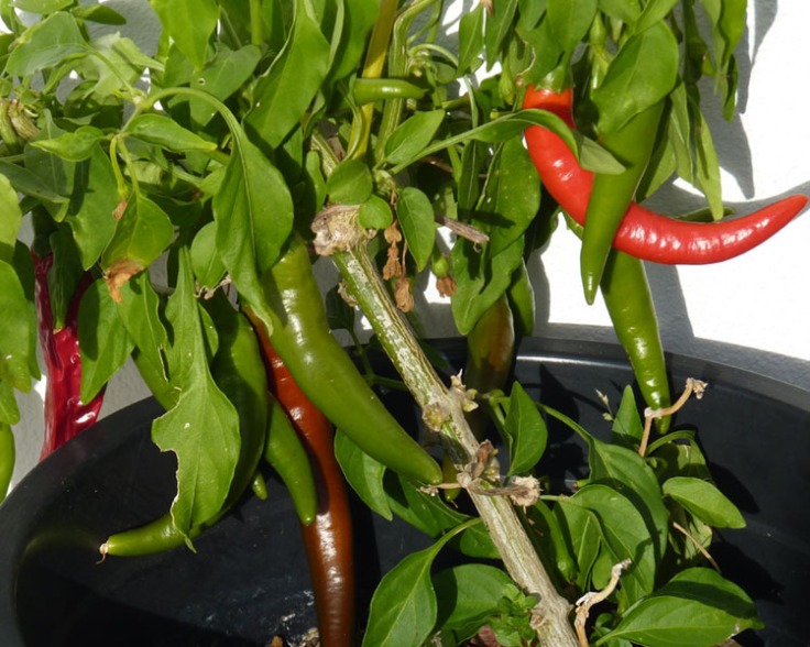 Chilli Peppers are still growing in December