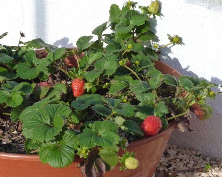 Portuguese strawberries in December!