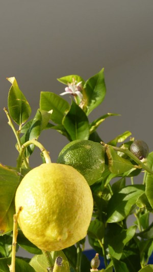 Lemon, flowers and tiny fruit - December 2011