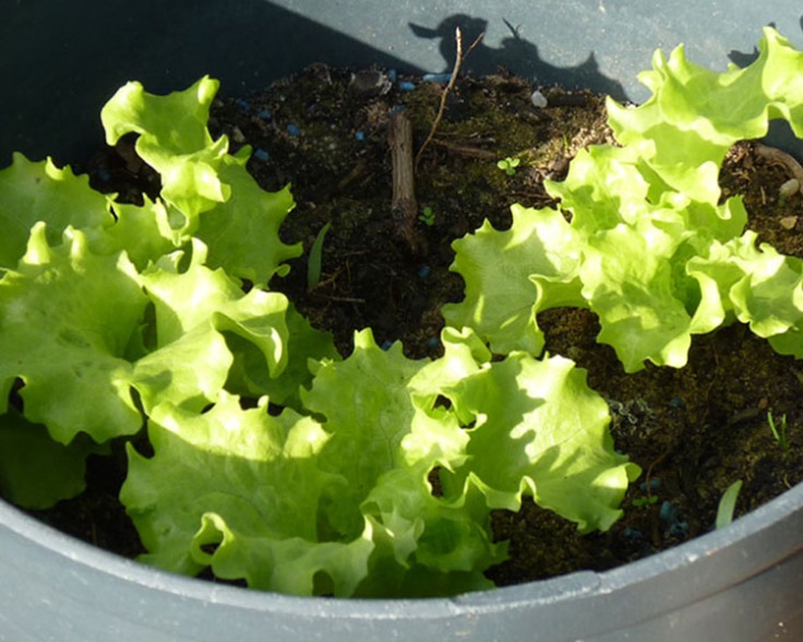 Growing lettuce in containers