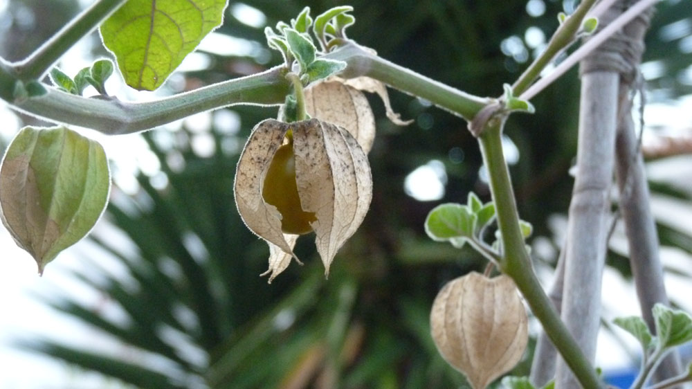 Physalis - fruits just appearing