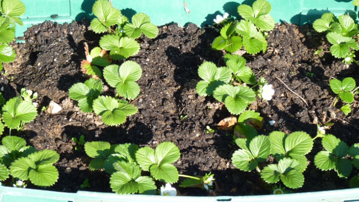 Container grown strawberry plants - planted in November