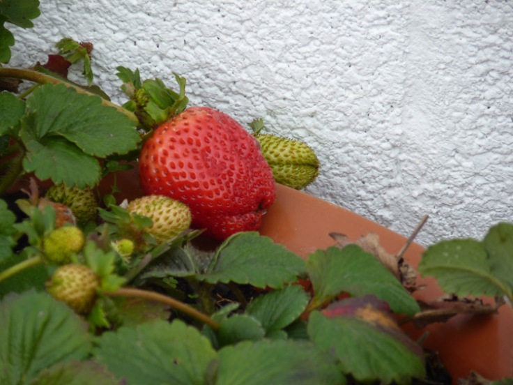 Strawberries in January