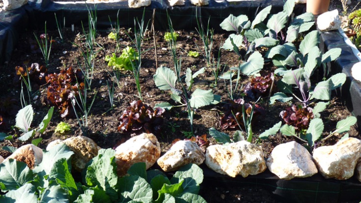 Leeks, red cabbage, rosso and green lettuce on the 14th January