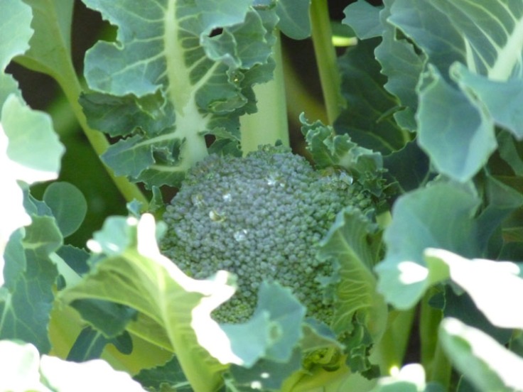 The flower heads are just beginning to appear on the broccoli