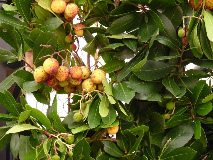 It takes 15kg of berries from the Strawberry Tree (Arbutus unedo L) to produce 1 litre of Medronho!