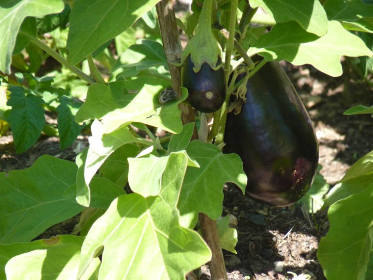 Beringela or aubergine