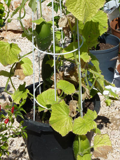 Cucumber grows well in pots