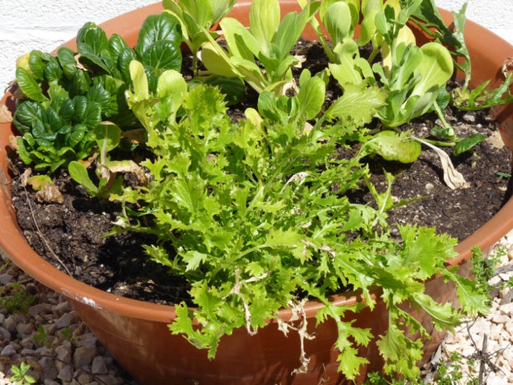 Mixed salad leaves growing in a shallow container