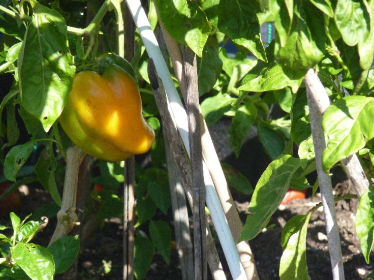 Orange peppers are still growing in October!