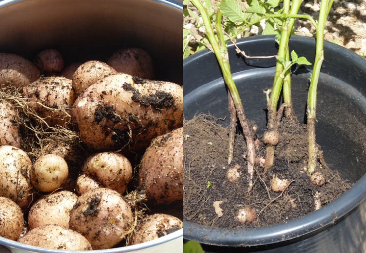 Potatoes grown in pots