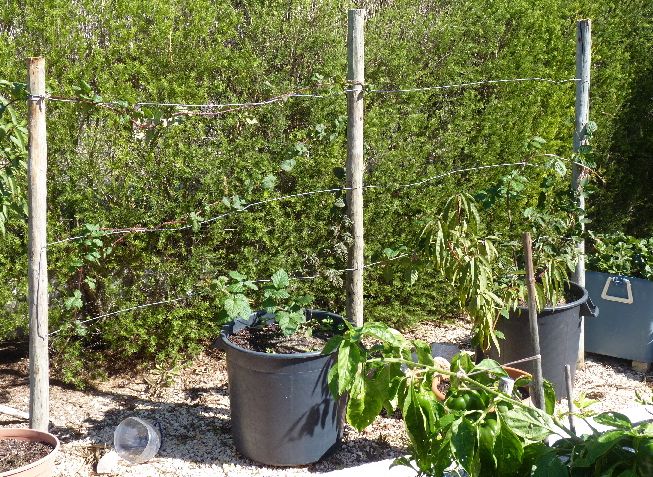 Tayberries and Blackberries growing in pots