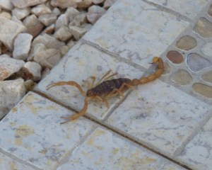 Scorpons in Portugal