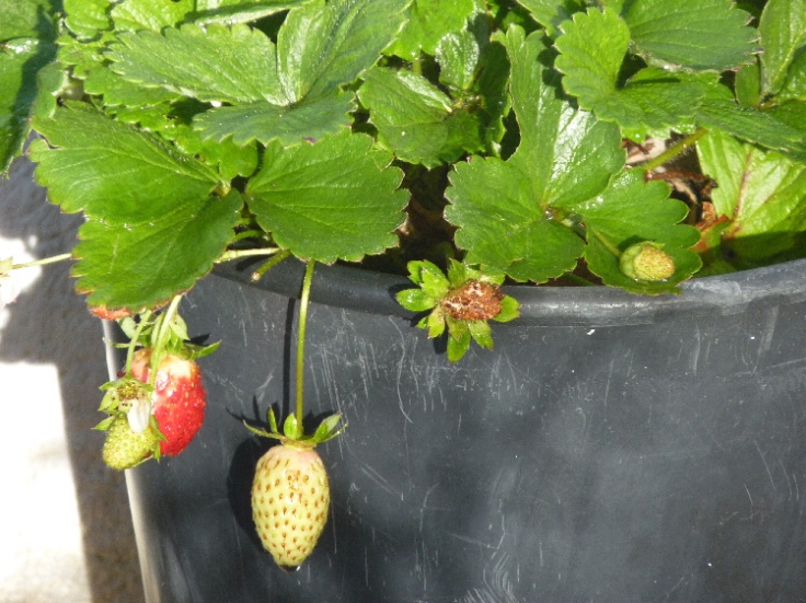Winter strawberries growing in pots