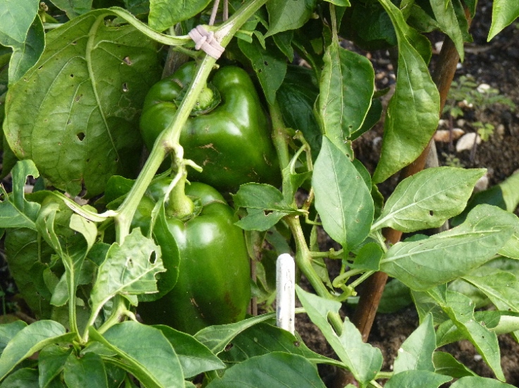 Green peppers in November