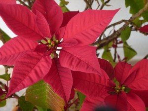 Poinsettia