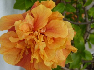 Hibiscus grwoing in a pot, December