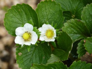 Strawberry flowers in December