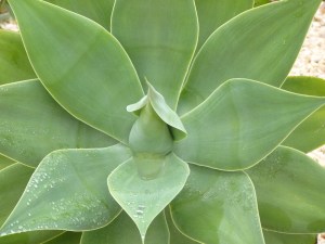 No name! but it's one of my favourites