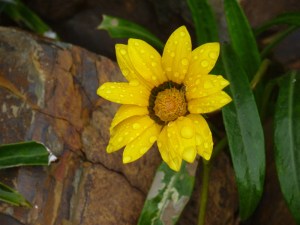 Gazania in December