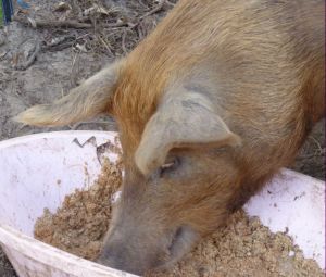 Take your snout out of the trough Piglet you're on a diet!