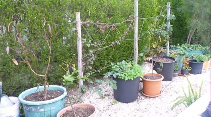 Blackberry and Tayberry plants growing in pots