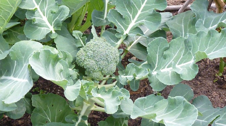 Broccoli - Brócoloss