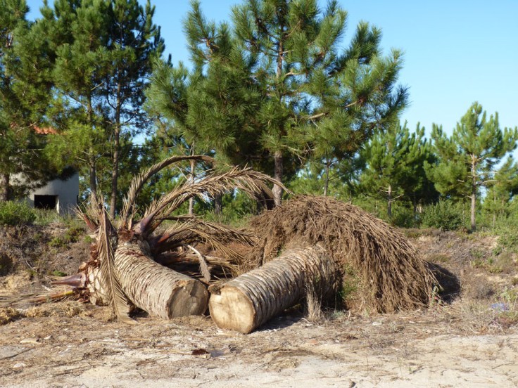 Palm tree infested with Red Palm Weevil dumped on waste ground