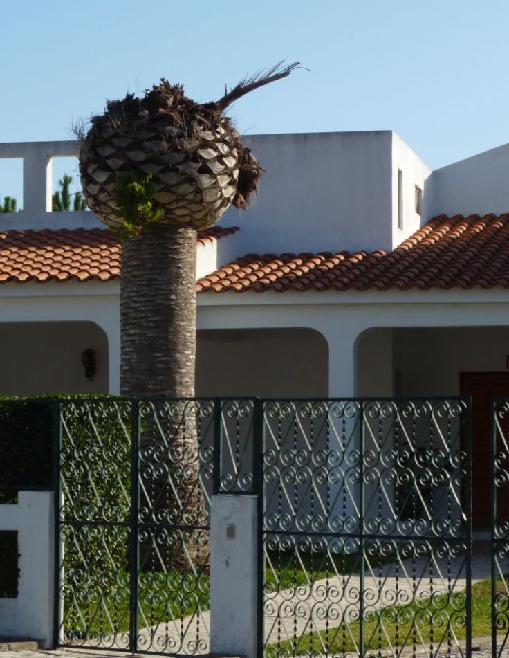 Palm tree infested with Red Palm Weevil, left to die - Western Algarve