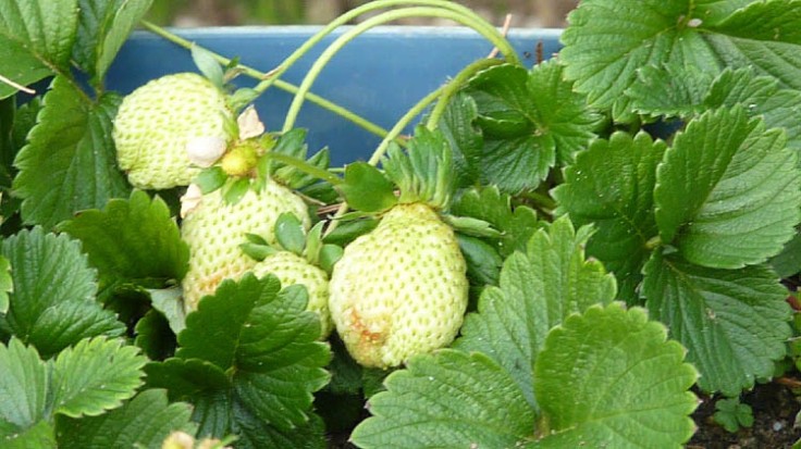 Strawberries growing in pots in December