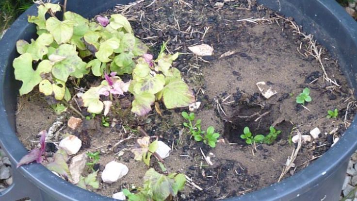 Growing Sweet potatoes in pots